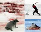 Matanza de focas bebès