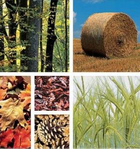 Que es la biomasa